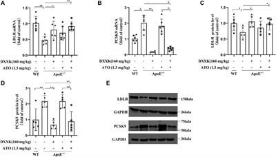 Di’ao Xinxuekang Capsule Improves the Anti-Atherosclerotic Effect of Atorvastatin by Downregulating the SREBP2/PCSK9 Signalling Pathway